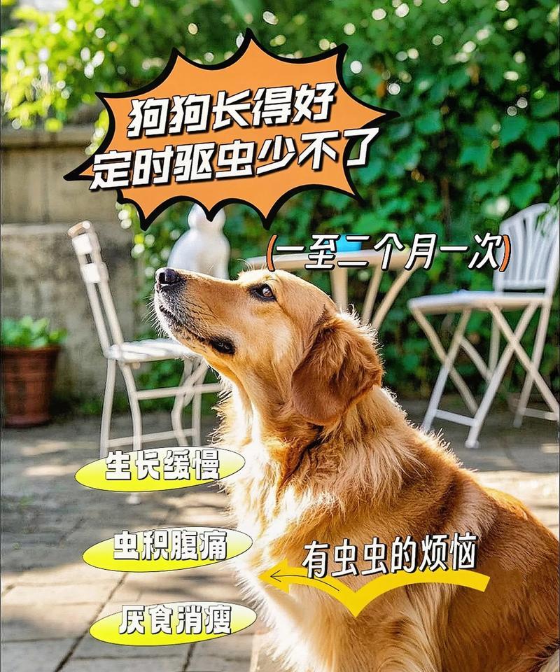 狗狗虫体检间隔时间究竟是多久？（探讨狗狗虫体检间隔时间及相关注意事项）