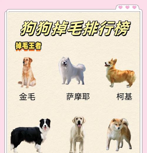 狗狗不停掉毛的原因分析（揭开狗狗掉毛背后的六大谜团）