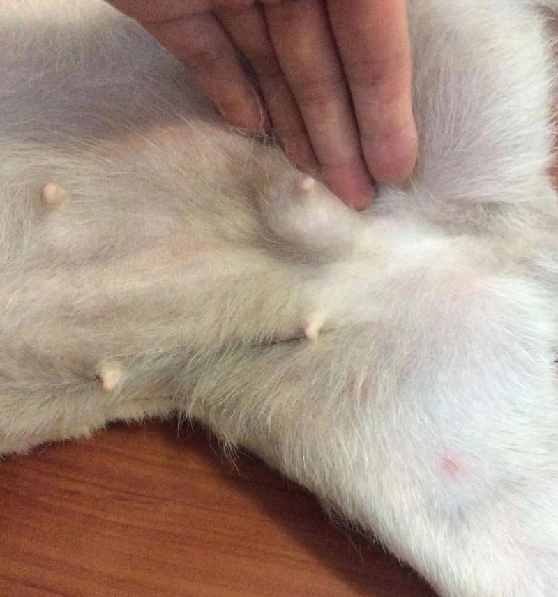 小狗乳腺肿瘤（了解小狗乳腺肿瘤的原因、常见症状以及治疗方法）