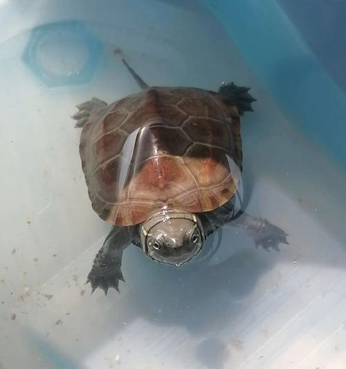 不建议强制喂食乌龟冬季不进食（正确的诱使引导才是关键）