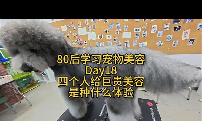 小狗狗美容（了解美容的重要性，为您的小狗带来全方位的呵护与保养）