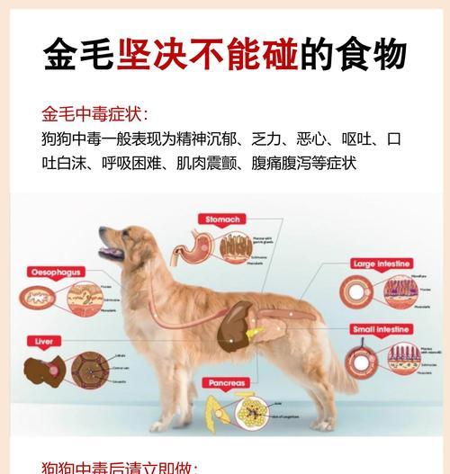 泰迪狗狗中毒的症状及应急处理方法（了解泰迪狗狗中毒的常见症状，保护它们的健康与安全）