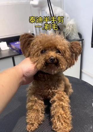 泰迪剃毛狗毛发生长周期及注意事项（探索泰迪剃毛狗毛发生长周期，了解合理护理方法）