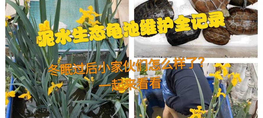 成年龟的水换频率及注意事项（水质变化对成年龟的影响与适宜水换频率探讨）