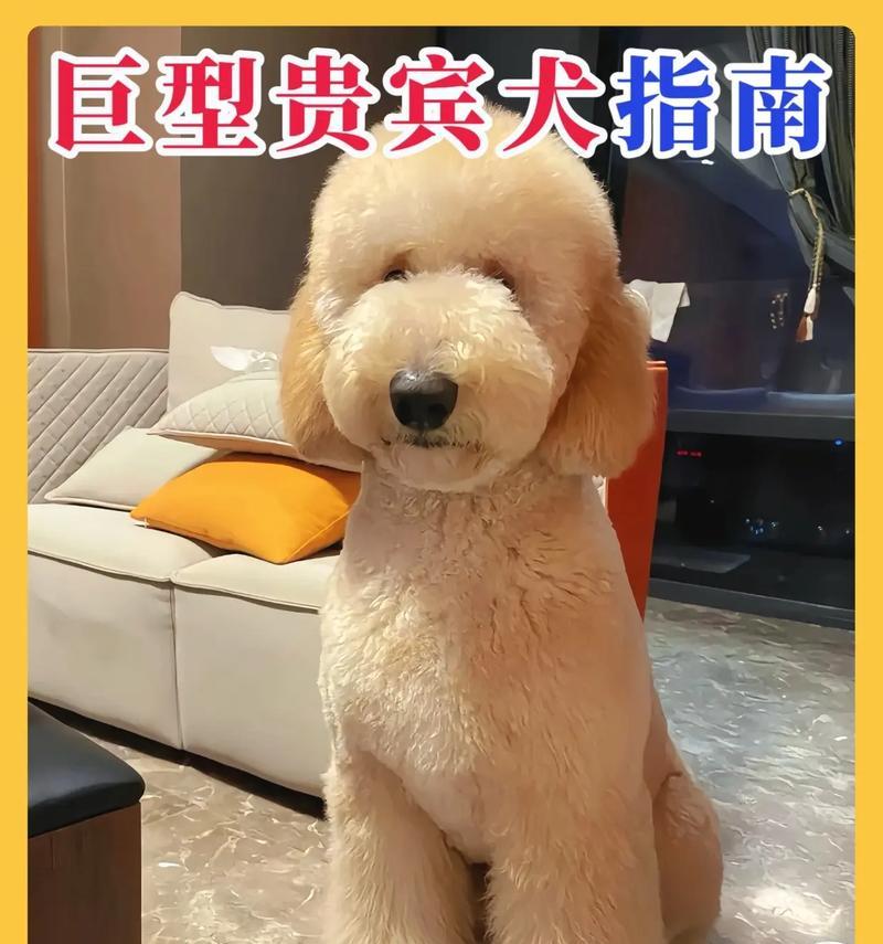 贵宾犬的纯度问题解析（解读贵宾犬纯不纯的5个关键指标，了解真正的纯种贵宾犬）