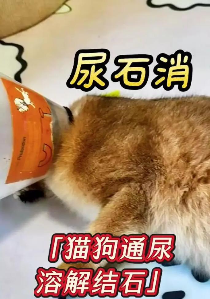 猫猫尿不出多久能好（探究猫猫尿憋的时间与康复关系）