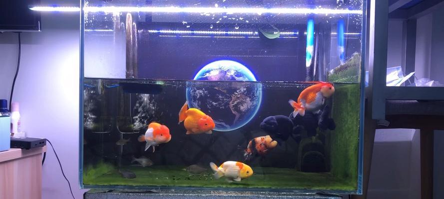 金鱼白点病康复期喂食指南（白点病康复期喂食注意事项及时间表）