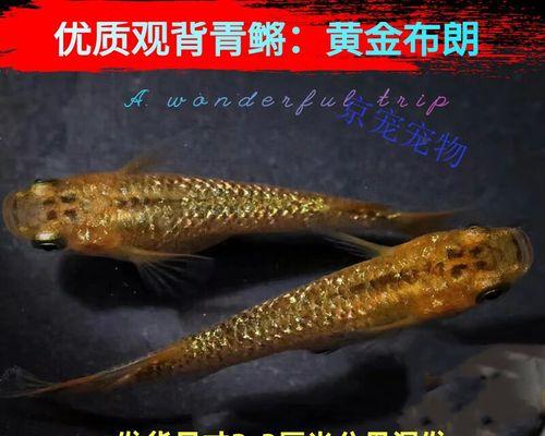 广温鱼类的适应范围及温度要求（广温鱼类的生态特点与温度适应能力）