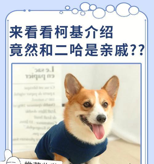 柯基的月经周期及相关注意事项（了解柯基月经周期，为宠物健康提供保障）