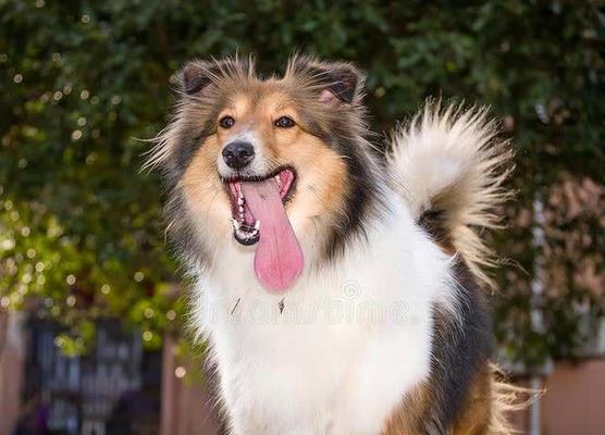 喜乐蒂牧羊犬养护指南（关爱喜乐蒂，做个贴心主人）