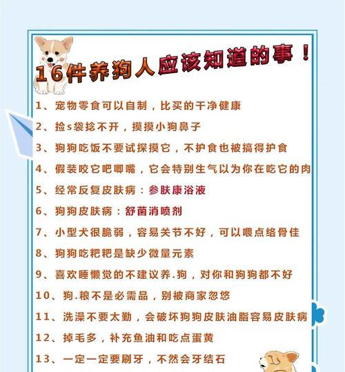 养狗须知（从准备到照顾，养狗的注意事项一览）