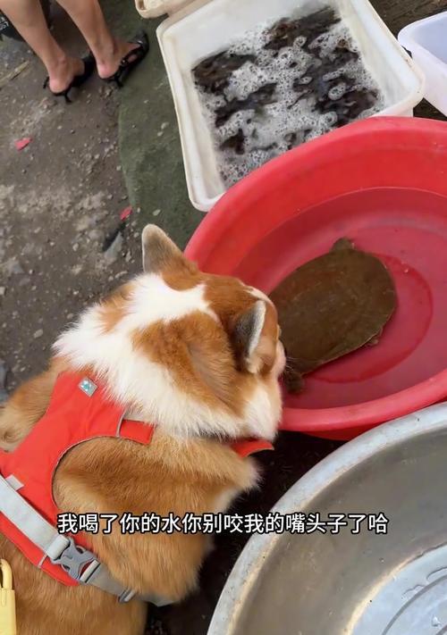 幼犬饮水的正确量掌握（了解爱犬体质，饮水宜多不宜少）