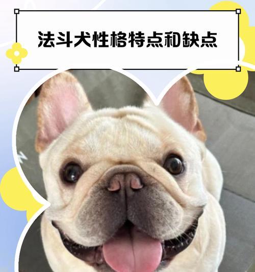 探索法国斗牛犬的高智商之谜（解密法国斗牛犬的智商优势及其受欢迎的原因）