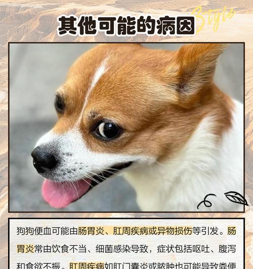 狗狗便血拉稀的原因与处理方法（探究狗子拉血便的可能原因及有效处理方法）