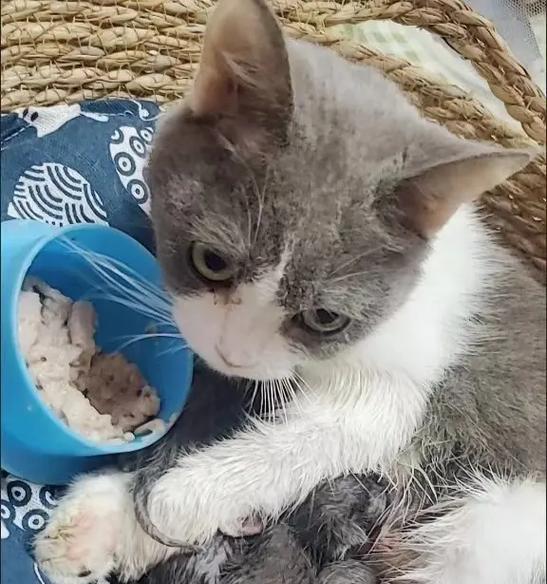 猫生完小猫血要流多久？（了解猫妈妈产后出血的时间和情况）