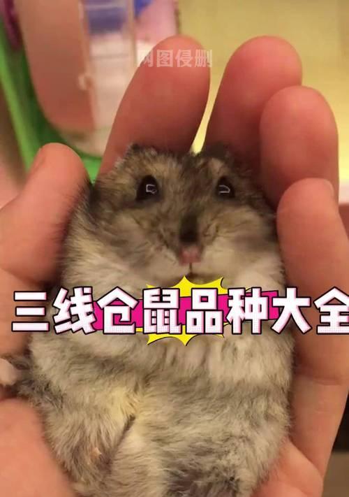 多种仓鼠一起养的技巧与注意事项（适合共同生活的仓鼠品种及养护经验）
