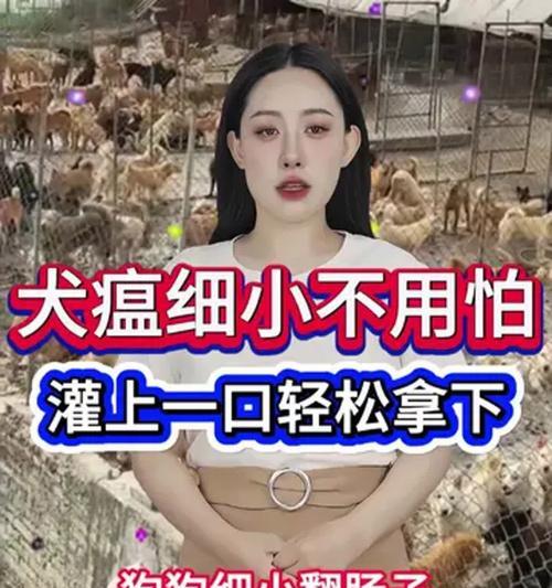 如何有效预防泰迪狗狗感染犬瘟（犬瘟感染期多久？再养狗有何要注意的关键？）