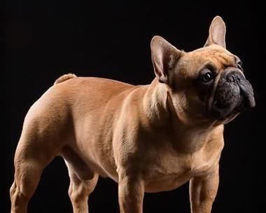 法国斗牛犬的六大缺点及注意事项（探索法国斗牛犬的一面）