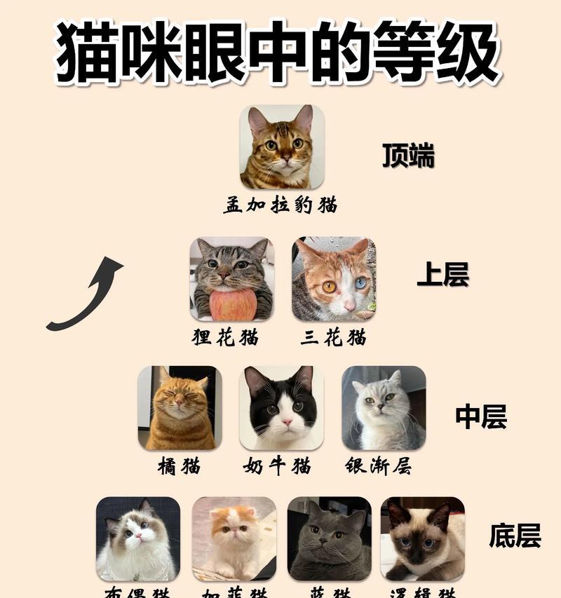 便宜好养的8种猫咪品种推荐（选择适合自己的猫咪伴侣，让生活更加美好）