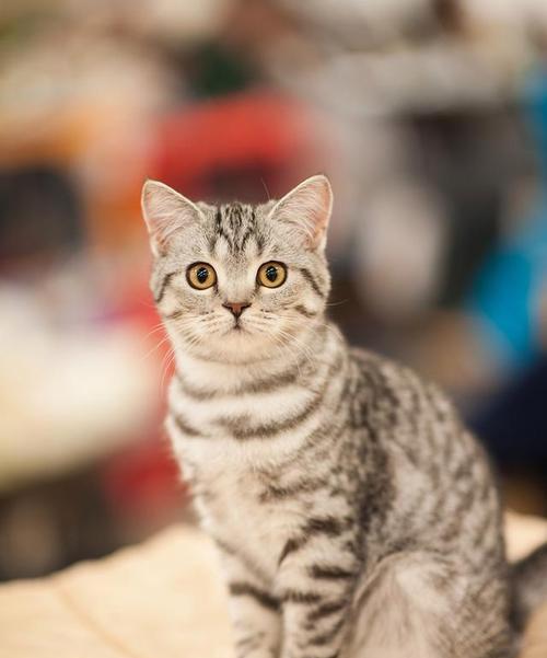 探究哪些猫咪掉毛较少？（了解不易掉毛的猫咪品种及护理方法）