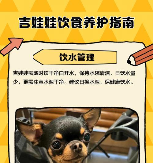吉娃娃为何一直偏瘦？（探究吉娃娃偏瘦的原因及应对方法）