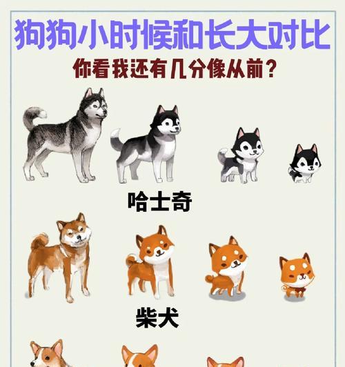 哈士奇剪毛多久长回来？（了解哈士奇剪毛周期及重要注意事项）