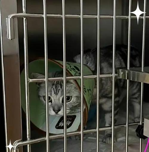 慎选家庭饲养猫的五种不适合品种！（了解这五种猫，确保选择适合家庭的宠物伴侣！）
