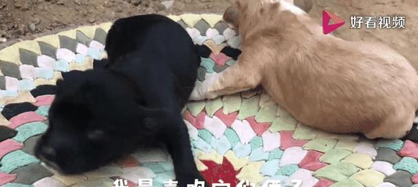 小狗出生多久能吃奶？（探讨小狗什么时候开始喝牛奶）