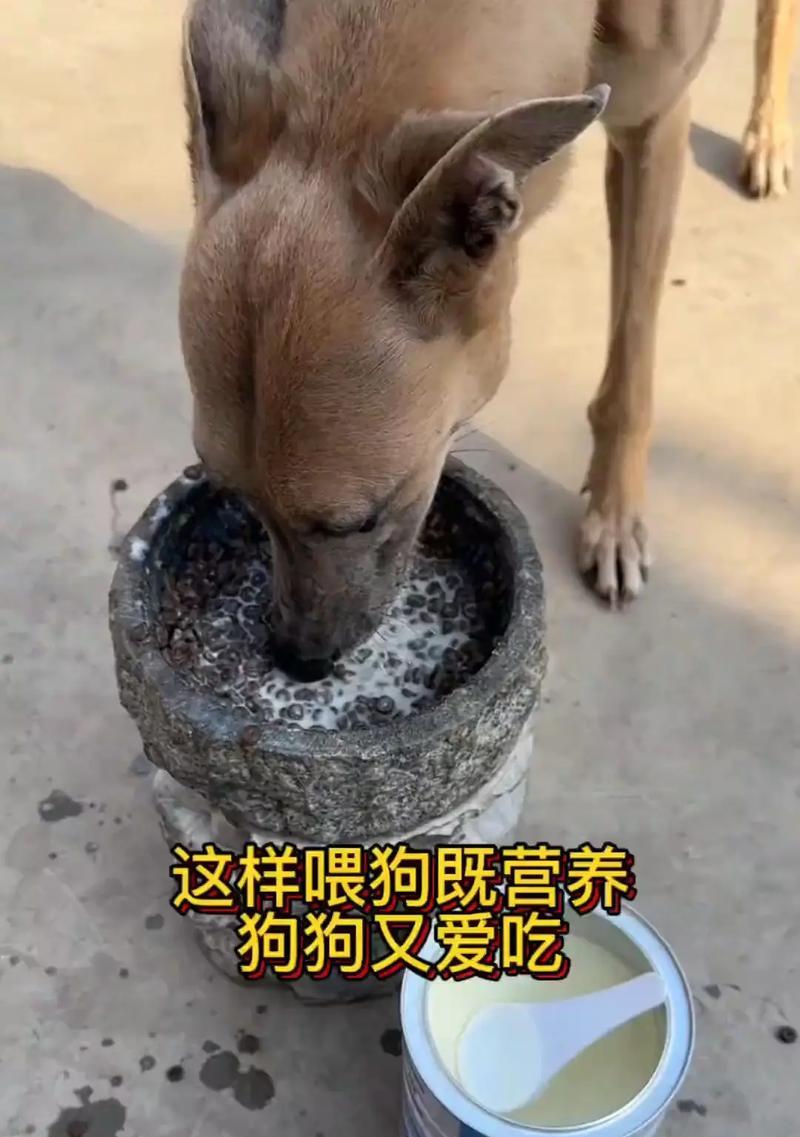 小奶狗饮用羊奶的频率与时长（探讨小奶狗喝羊奶的最佳时间和数量）