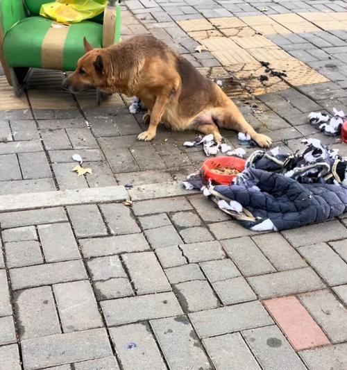 让狗狗仅用后腿站立走路的方法（教你如何训练狗狗只用后腿站立行走，确保安全无伤）