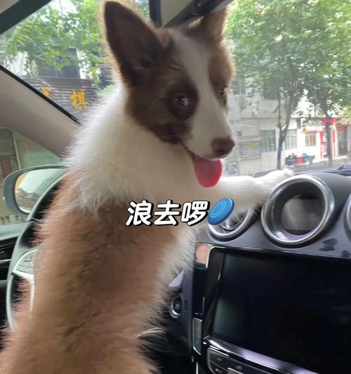 小金犬换毛周期及护理方法（了解小金犬的换毛周期，让它健康绽放）