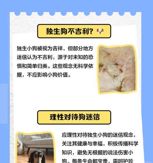 狗生小狗的征兆及注意事项（了解狗生小狗的征兆，帮助您做好养育准备）