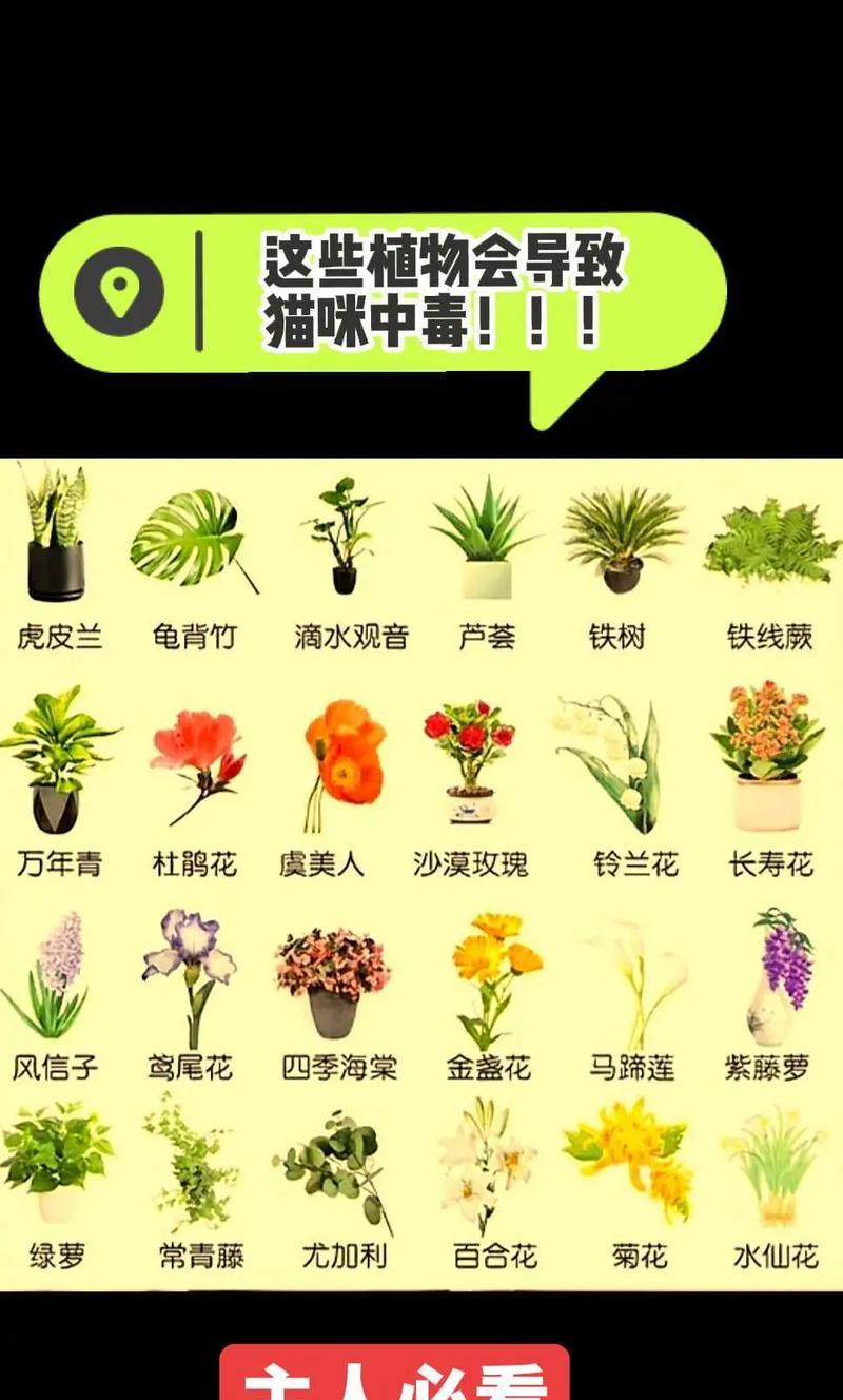 猫咪千万别碰！这些花草会中毒！（让我们来了解一下，哪些花草对猫咪有毒吧！）