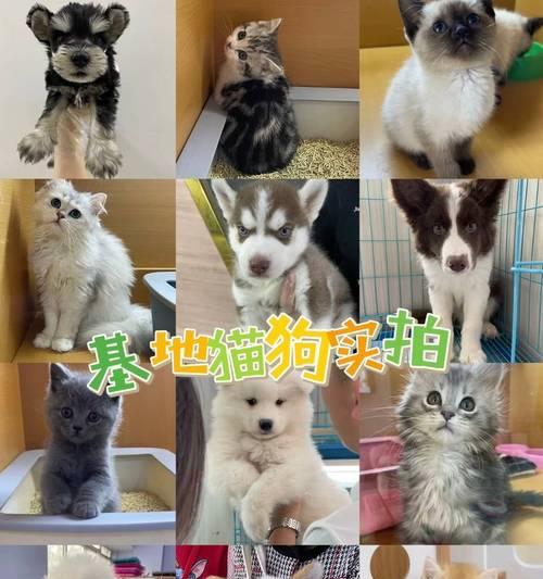 泰迪犬的站立时间与训练过程（探究泰迪犬站立的时间长度及如何进行训练）
