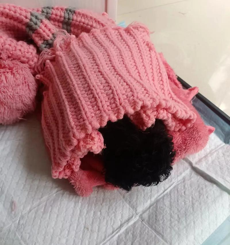 泰迪狗睡眠习惯揭秘（以泰迪睡觉时间来判断健康程度）