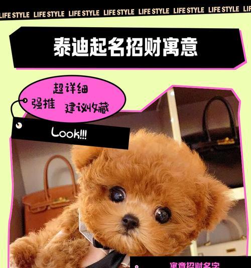 《泰迪饲养常见秘籍，新手不发愁》（轻松掌握养宠经验，让你的泰迪健康快乐）