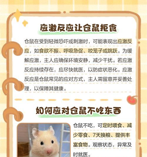 仓鼠的饮食禁忌——不能吃的食物有哪些？（仓鼠饲养小百科，了解饮食禁忌，做个贴心主人）
