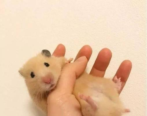 仓鼠拉软便的自愈能力究竟如何？（揭秘仓鼠拉软便的原因及自我康复关键）