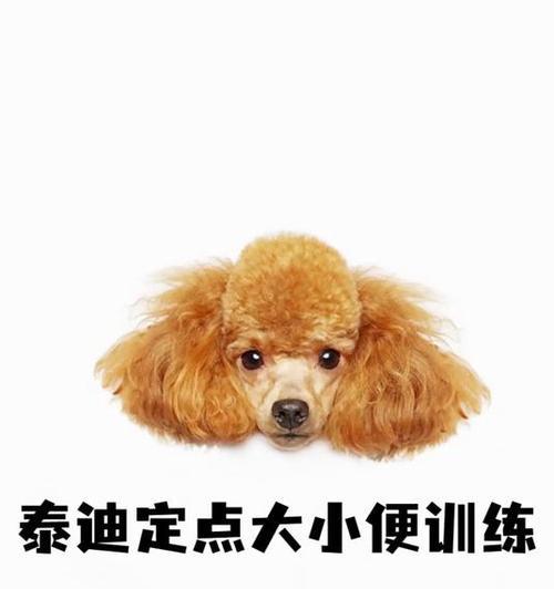 宝宝泰迪大小便训练的时间多久？（掌握训练技巧，让泰迪成为乖巧的小伙伴！）
