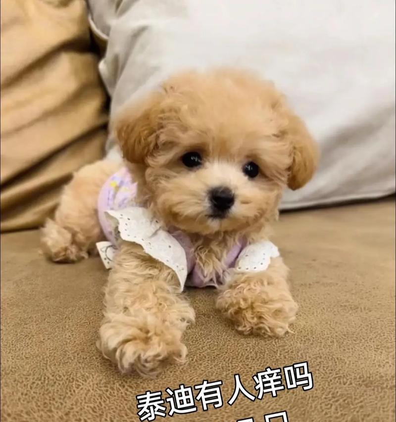 让泰迪三天学会定点大小便！（掌握5个小方法，告别泰迪到处尿尿的困扰）