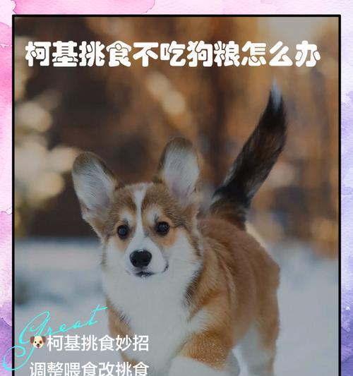 柯基喂食指南（合理控制狗粮份量，保持柯基健康活力）