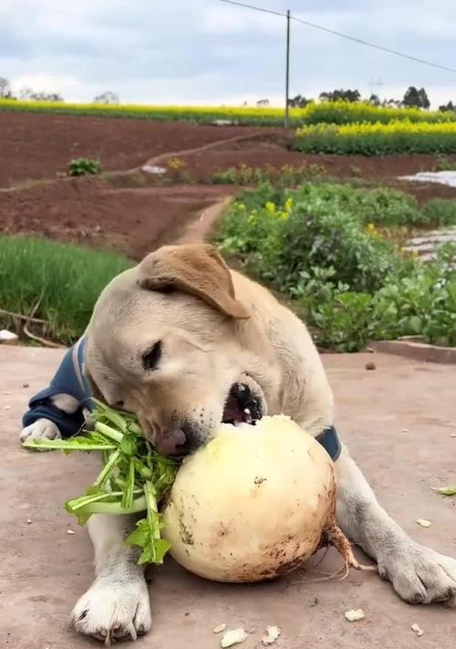 拉布拉多能否吃蔬菜？（探究拉布拉多对蔬菜的接受度和营养价值）