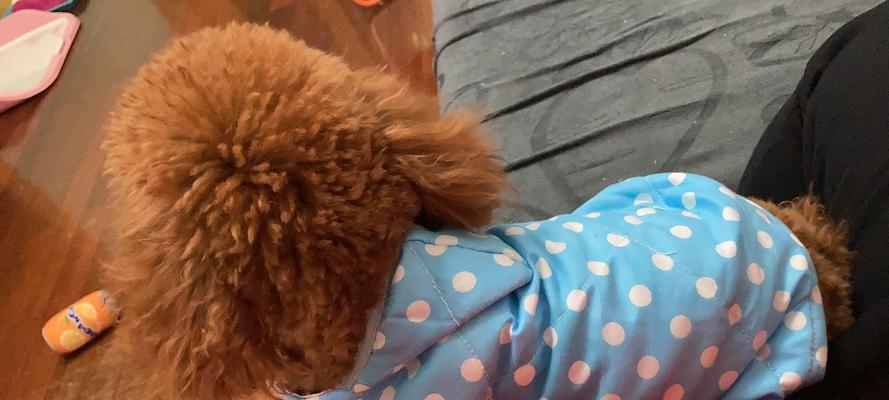 三个月大的泰迪可以出门吗？（宠物犬成长的必需品，家庭出游的好伴侣）
