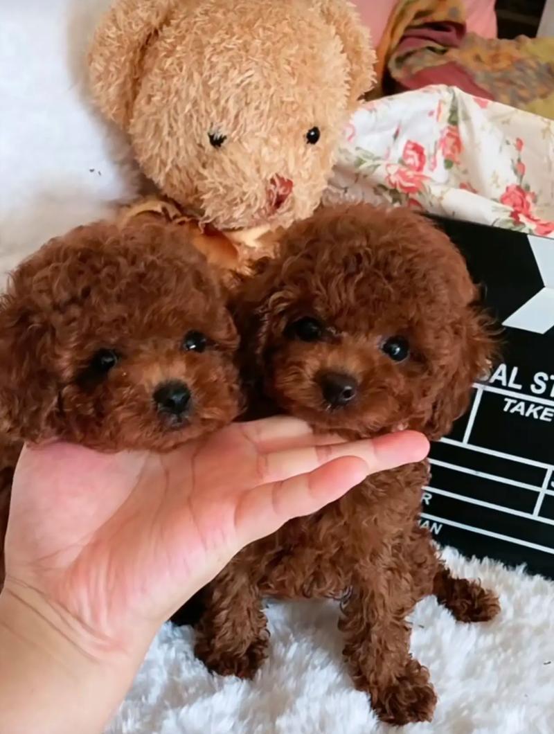 刚出生的泰迪犬，它们的颜色（探寻泰迪犬幼崽的颜色变化与发展趋势）