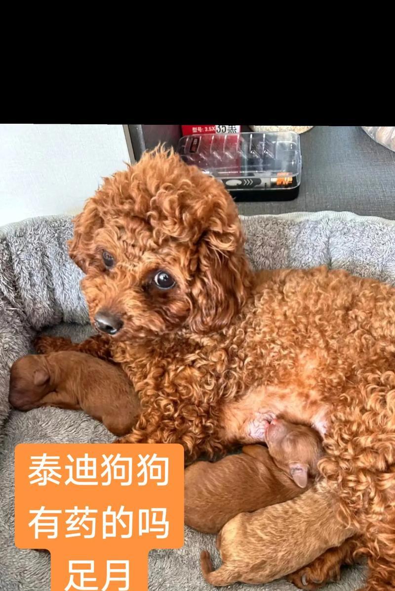 六个月泰迪最爱吃的狗粮品牌（揭秘泰迪饮食口味偏好，为它选择最适合的狗粮品牌）