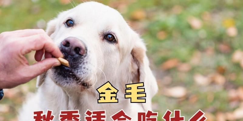 如何科学喂养金毛犬？（金毛犬的饮食需求和营养搭配）