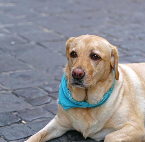 拉布拉多消化不良的原因与治疗方法（从宠物饮食、环境、生活习惯入手，帮助你的拉布拉多远离消化不良）