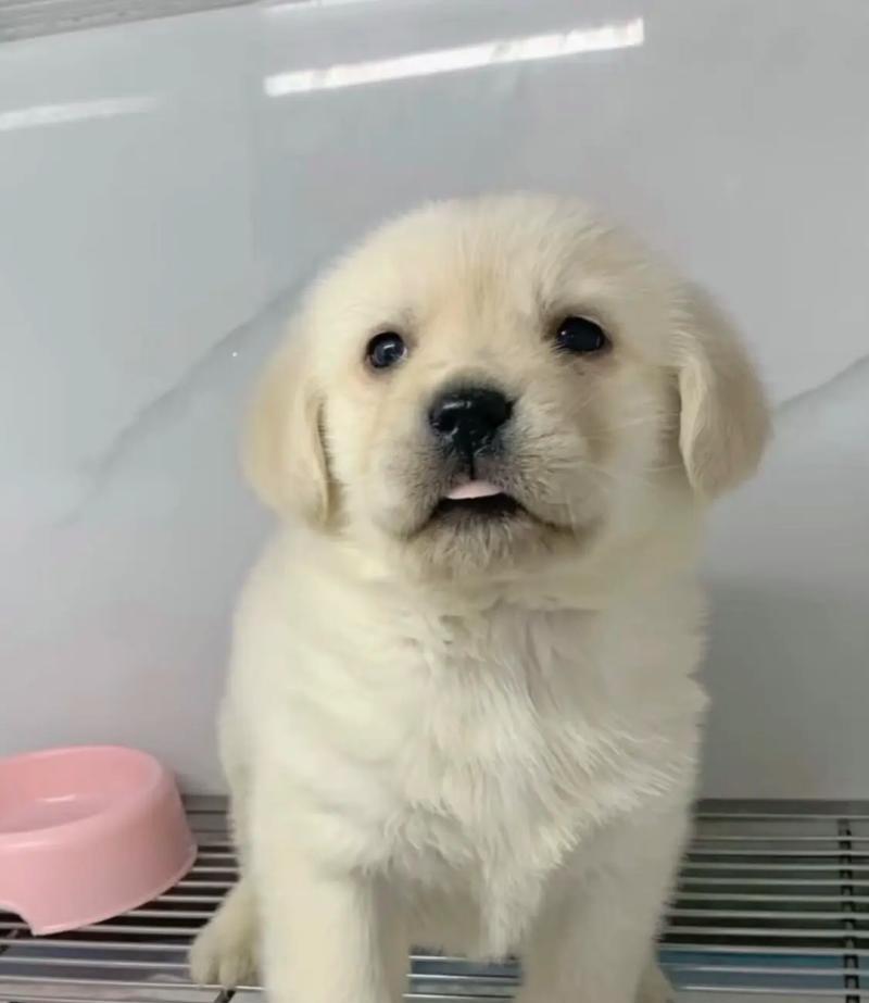 拉布拉多消化不良的处理方法（宠物饮食卫生应该如何保障？）