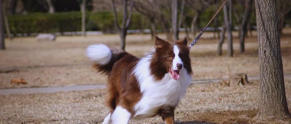 边境牧羊犬的寿命（了解边牧的长寿秘诀，延长宠物的健康寿命）