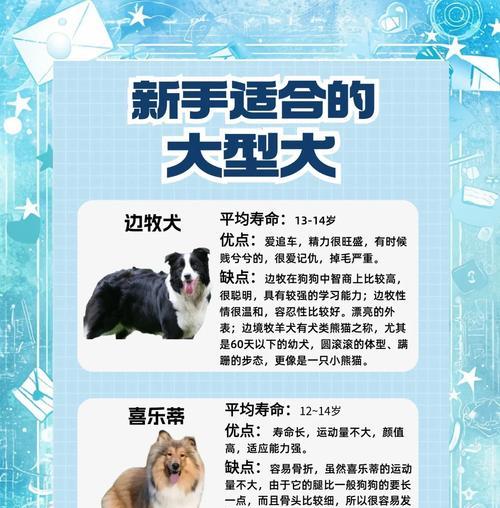 边境牧羊犬运动注意事项（让宠物爱运动，更健康快乐）